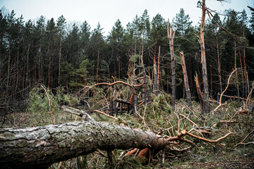 Tornado storm damage. Fallen pine trees in forest after storm. Uprooted trees fallen down in...