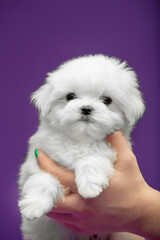 Beautiful and cute maltese puppies on a purple background