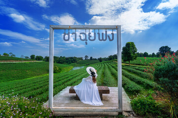 Tourist standing in tea plantation, Chiang Rai, Thailand. Translation: "choui fong tea".