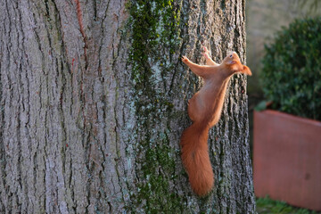Eichhörnchen an einem Baumstamm