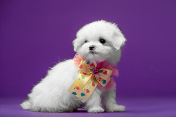 Beautiful and cute maltese puppies on a purple background