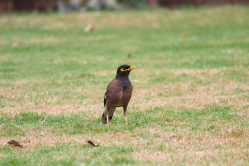 Indian myna on the grass field