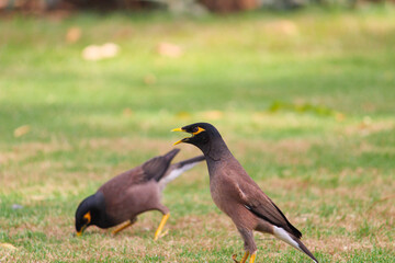 Indian myna on the grass field
