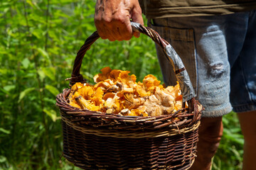 Pilzsammler mit einem Korb voller Pfifferlinge