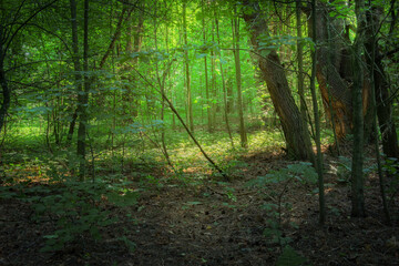 Landscape with sun light in dark summer forest
