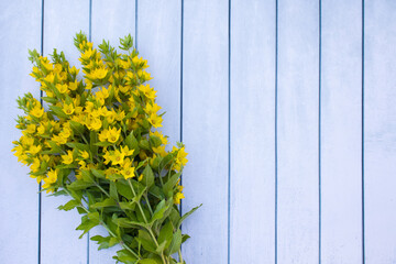 A bouquet of bright yellow Lysimachia flowers on a blue wooden  background.  The concept of summer, spring, Mother's Day, March 8, Easter, wedding, birthday. Greeting card, top view. Copy space