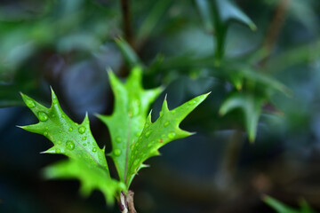 水滴の付いていたヒイラギの葉