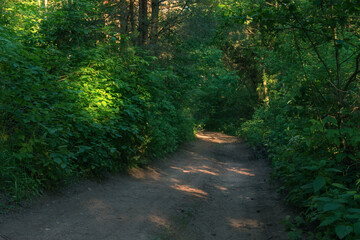 Fototapeta premium Country road in wood in summer time