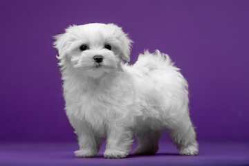Beautiful and cute maltese puppies on a purple background