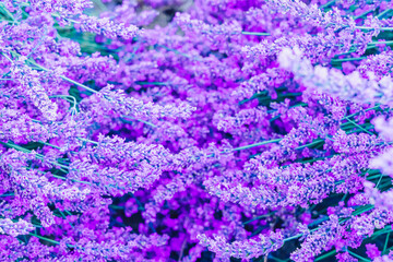 Lavender field at summer