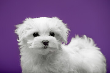 Beautiful and cute maltese puppies on a purple background