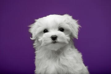 Beautiful and cute maltese puppies on a purple background