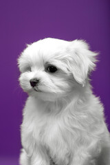 Beautiful and cute maltese puppies on a purple background