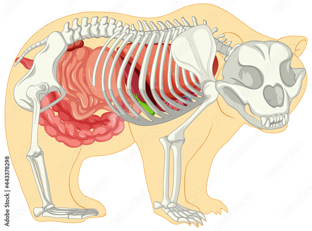 Poster Anatomy of wild bear isolated