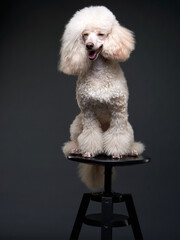 dog smile. portrait of a white small poodle on black background. Beautiful pet