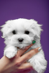 Beautiful and cute maltese puppies on a purple background