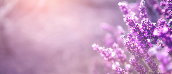 Banner mit weich fokussierten Lavendelblüten bei Sonnenuntergang Blühende violett duftende Lavendelblüten-Sommerlandschaft Wachsender Lavendel, Ernte, Parfümbestandteil, Aromatherapie Lavendelfeld, Kopierraum
