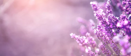  Banner met zachte gerichte lavendelbloemen bij zonsondergang Blooming Violet geurige lavendelbloem zomerlandschap Groeiende lavendel, oogst, parfumingrediënt, aromatherapie Lavendelveld, kopieer ruimte © Aleksandra Konoplya