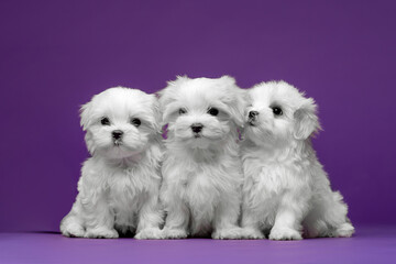 Beautiful and cute maltese puppies on a purple background - obrazy, fototapety, plakaty