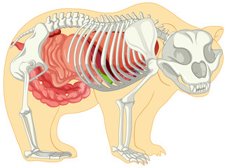 Fototapeta premium Anatomy of wild bear isolated