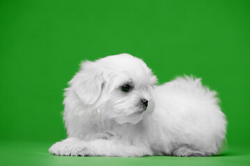 Beautiful little white puppies of Maltese breed