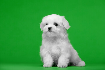 Beautiful little white puppies of Maltese breed