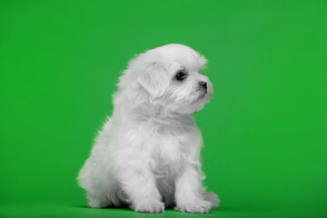 Beautiful little white puppies of Maltese breed