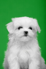 Beautiful little white puppies of Maltese breed