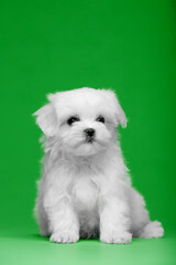 Beautiful little white puppies of Maltese breed