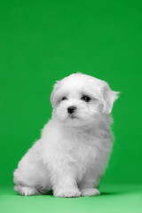 Beautiful little white puppies of Maltese breed