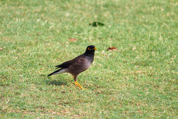 Indian myna on the grass field