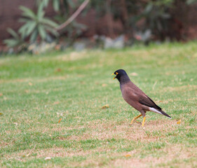 Indian myna on the grass field