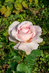 Garden Rose (Rosa hybrida) in garden