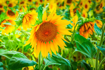Fototapeta premium Field of sunflowers