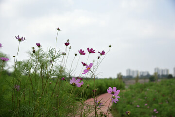 Landscape with purple meadow flowers in the foreground and new buildings in the background on a summer day