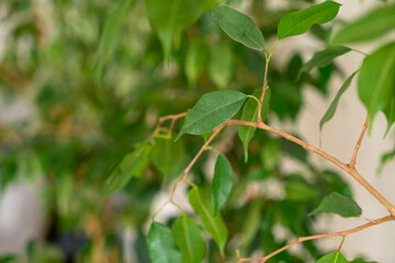 Juicy green leaves of a tree on a sunny summer day