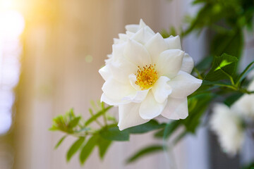 Beautiful white rose on the background of a wooden wall.