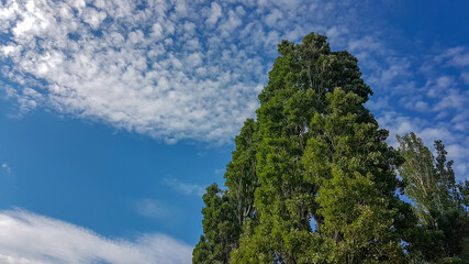 Fototapeta premium stunning trees with blue sky in the background