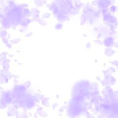 Violet flower petals falling down. Interesting rom