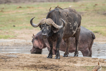 Cape Buffalo and Hippo at water hole