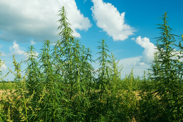 lush branches of cannabis, hemp in a field on a sunny day.