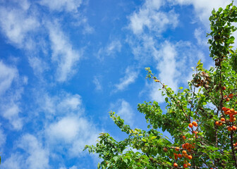 あんずと青空