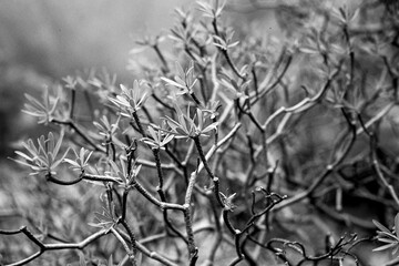 Chile Patagonien / San Pedro de Atacama / Torres del Paine S&uuml;damerika 