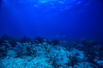 school of fish underwater photo, Gulf of Mexico, Cancun, bio fishing resources