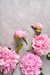 Pink peonies on grey background, copy space. top view. vertical orientation