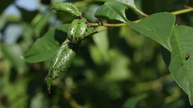 Black cherry aphids on green leaves and with ants. Severe damage from pests damaged leaves
