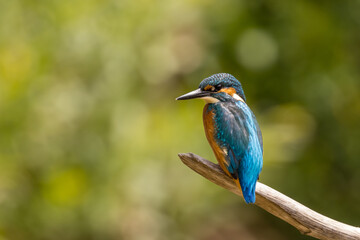 Common Kingfisher (Alcedo atthis) perching on a branch.