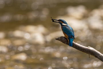Common Kingfisher (Alcedo atthis) perching on a branch.