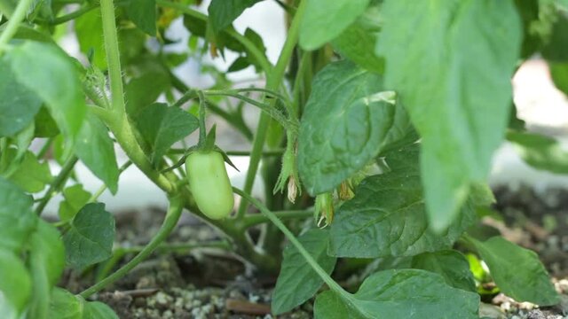 Close-up of San Marzano tomato seedling grown in the vegetable garden. Soil wet from irrigation
