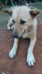 A beige dog on the ground